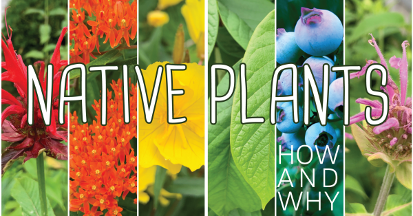 Image for event: Native Plants - How and Why?